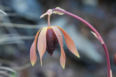 Natürliche Nahaufnahme an der Blüte der fleischfressenden nordamerikanischen Schlauchpflanze Darlingtonia californica