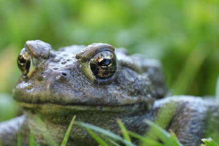 Detailed closeup on an adult Western toad, Anaxyrus or Bufo boreas sitting on the grass