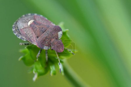 Detailed closeup on a small European bedstraw bug, Dyroderes umbraculatus against a blurred green background