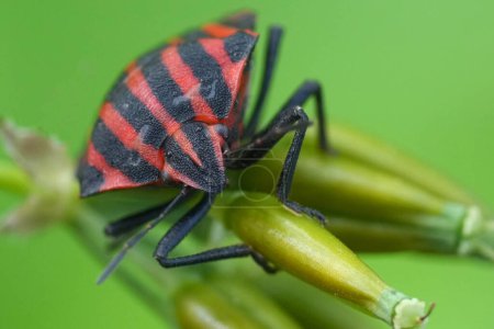 Natural facial frontal closeup on the red striped shield bug, Graphosoma italicum, on top of vegetation
