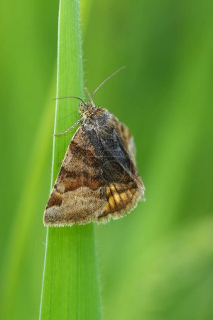 Gros plan naturel détaillé sur un papillon européen, Euclidia glyphica, accroché dans l'herbe