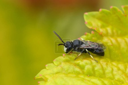 Natürliche Nahaufnahme auf einem hyalinen Spatel, maskierte Biene, Hylaeus hyalinatus auf einem grünen Blatt im Garten