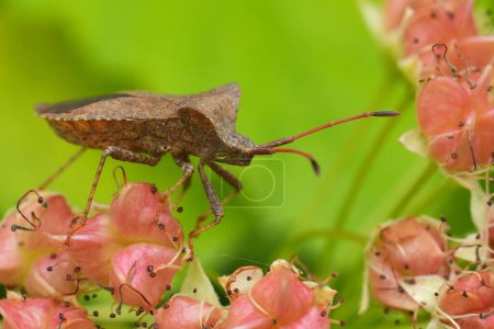 Detailed colorful closeup on a BRown dock bug, Coreus marginatus on pink to red flowerbuds in the garden