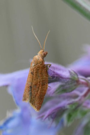 Téléchargez les photos : Gros plan détaillé sur un petit papillon tortrix brun européen, Clepsis consimilana sur une fleur violette - en image libre de droit