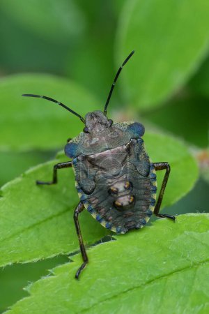 Detailed closeup on a nymph of the European red legged shield bug, Pentatoma rufipes sitting on a green leaf