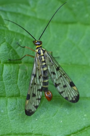 Natural closeup on a male GErman scorpion fly, Panorpa germanica sitting on a green leaf