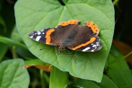 Detailed closeup on the red and black painted lady butterfly, Vanessa atalanta in the garden