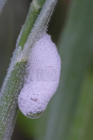 Natürliche Nahaufnahme auf einem Schaumstoffnest des Wiesenfroschs oder Spinnkäfers Philaenus spumarius auf einem Grashalm