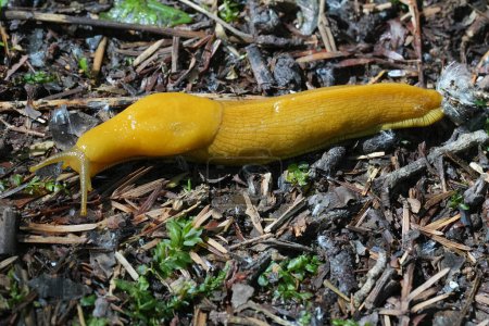 Detailed closeup on a yellow large North-American California banana slug, Ariolimax californicus on the ground