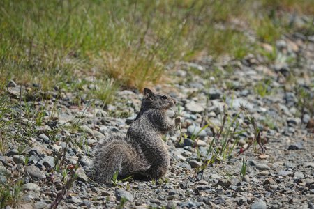 Natural closeup on a North American Beechey ground squirrel, Otospermophilus beecheyi on the ground in the prairie