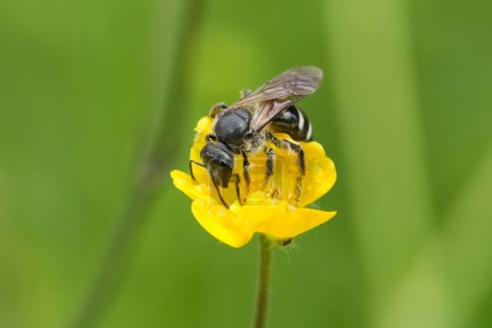 Natural closeup on the rare and endangered dark black giant furrow bee, Lasioglossum majus, on a yellow buttercup flower