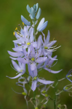 Natürliche farbenfrohe vertikale Nahaufnahme auf den frischen blauen Blüten der nordamerikanischen Camas-Wildblume, Camassia quamash