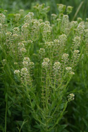 Natürliche Nahaufnahme auf einer Ansammlung ungeöffneter Blütenknospen von Feldpfeffergras oder Pfefferkraut, Lepidium campestre
