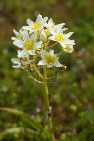 Natural closeup on the fresh creamwhite flower of the Fremont's deathcamas or star zigadene, Toxicoscordion fremontii at the Oregon, coast in Bandon