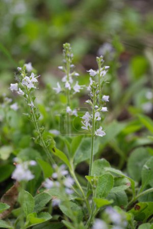Natural closeup on the fragile lightblue flowers of the common speedwell wildflower, Veronica officinalis