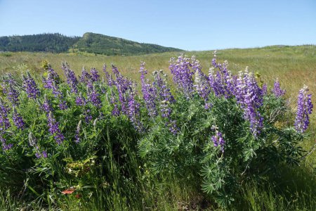 Gros plan naturel sur de riches arbustes de lupin soyeux de Pursh à fleurs pourpres, Lupinus sericeus dans la gorge du fleuve Columbia, Oregon