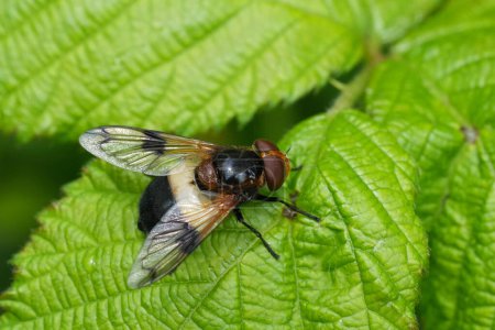 Detailed closeup on a European large White-banded Drone Fly , Volucella pellucens on a green leaf