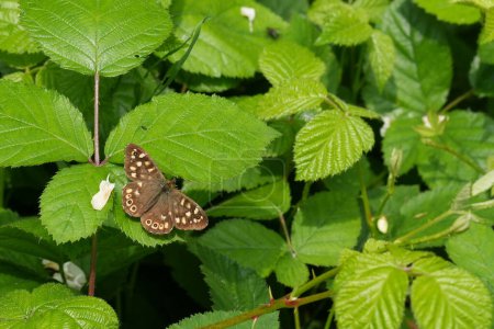 Detailed closeup on the European brown speckled wood butterfly, Pararge aegeria with spread wings