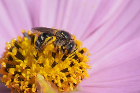 Detaillierte Nahaufnahme einer weiblichen Furchenbiene, Lasioglossum-Arten auf einer lila Kosmosblume im Garten