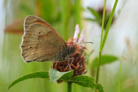 Primer plano natural de bajo ángulo sobre una mariposa europea Meadow Brown, Maniola jurtina con alas cerradas en un pastizal