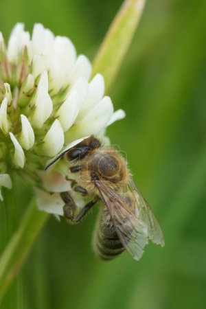Natürliche vertikale Nahaufnahme einer europäischen Honigbiene, Apis pellifera auf einem Weißklee auf einer Wiese