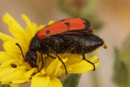 Detailed closeup on a colorful Mediterranean four-spotted blister beetle, Mylabris quadripunctata on a yellow flower
