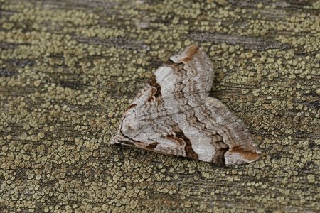 Natural detailed closeup on the Purple treble-bar owlet moth, Aplocera praeformata, sitting on wood