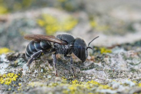 Detailed closeup on the dark black colored female of the Blue mason bee, Osmia caerulescens sitting on wood