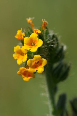 Primer plano vertical natural en la flor anaranjada de la maleza tardía de América del Norte o el violín bugloss, Amsinckia lycopsoides, en el desfiladero del río Columbia, Oregon