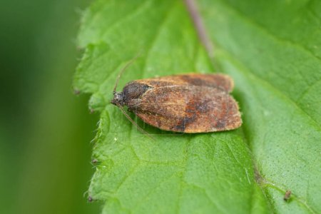 Natural closeup on a small Carnation Tortrix micro moth, Cacoecimorpha pronubana on a green leaf in the garden