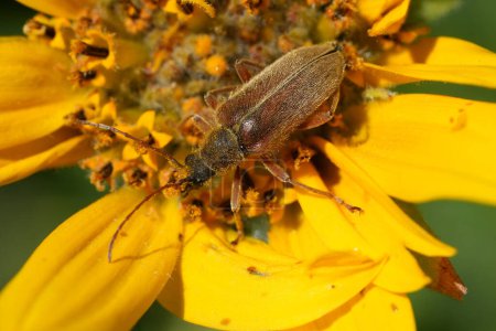 Natural closeup on a Western mountain flower longhorn beetle, Cortodera subpilosa on an orange flower at Columbia river Gorge, Oregon