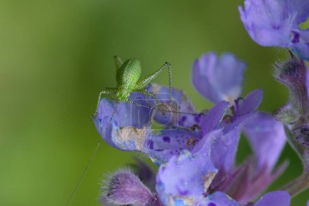 Gros plan naturel sur une nymphe du grillon de brousse moucheté européen, Leptophyes punctatissima sur une fleur de menthe pourpre