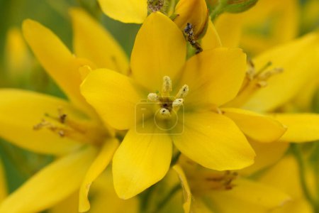 Natürliche vertikale Nahaufnahme auf den leuchtend gelben Blüten der gelben oder im Garten weit verbreiteten Lysimachia vulgaris