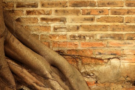 Téléchargez les photos : Vieux mur de briques dans la forêt avec fond de racine. - en image libre de droit