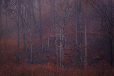 Foto de Misterioso bosque brumoso al atardecer. Niebla de otoño en Bad Pyrmont en Alemania. Naturaleza en Alemania. - Imagen libre de derechos