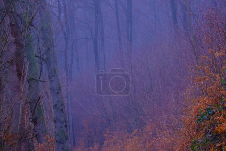 Foto de Misterioso bosque brumoso al atardecer. Niebla de otoño en Bad Pyrmont en Alemania. Naturaleza alemana. - Imagen libre de derechos