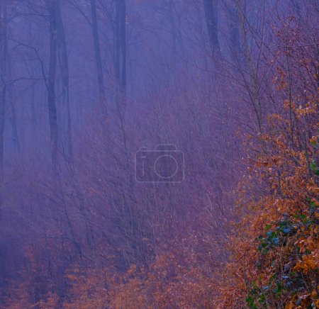 Foto de Misterioso bosque brumoso al atardecer. Niebla de otoño en Bad Pyrmont en Alemania. Naturaleza alemana. - Imagen libre de derechos