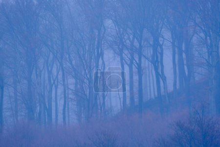 Foto de Mysterious misty forest at dusk. Autumn fogs in Bad Pyrmont in Germany. German nature. Can be used as wallpaper. - Imagen libre de derechos
