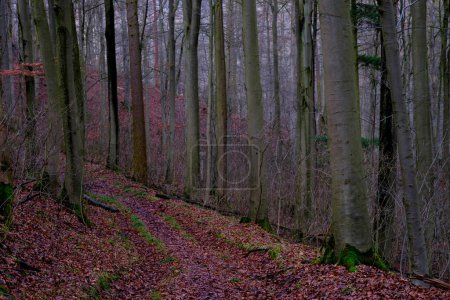 Foto de Paisaje invernal u otoñal en Alemania, bosque con troncos de árboles desnudos y hojas rojas en el suelo. - Imagen libre de derechos