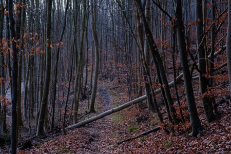 Foto de Paisaje invernal en Alemania, bosque con troncos de árboles desnudos y hojas rojas en el suelo en Bad Pyrmont. - Imagen libre de derechos
