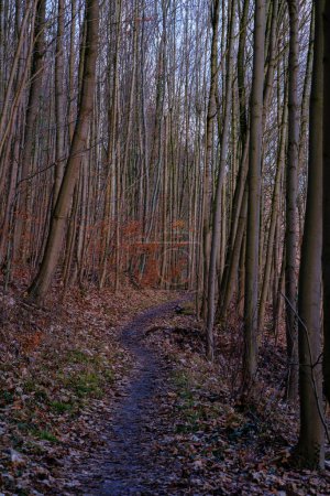 Foto de Paisaje invernal en Alemania, bosque con troncos de árboles desnudos y hojas rojas en el suelo en Bad Pyrmont. - Imagen libre de derechos