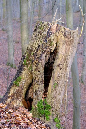 Téléchargez les photos : Belle souche de vieil arbre avec un creux dans la forêt d'automne en Allemagne. - en image libre de droit