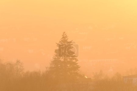 Foto de View of a fir tree during golden hour in Germany. Landscape in yellow sunlight at sunset in Germany. - Imagen libre de derechos