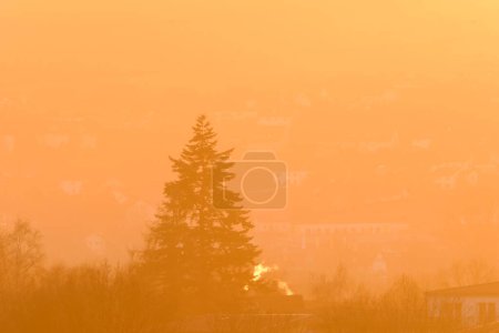 Foto de Vista de un abeto durante la hora dorada en Alemania. Paisaje en luz solar amarilla al atardecer en Alemania. - Imagen libre de derechos