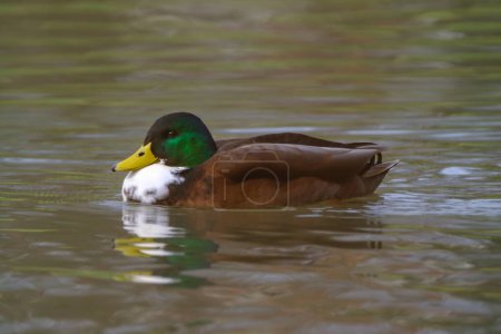 Foto de Male mallard duck, portrait of a duck with reflection in clean lake water. - Imagen libre de derechos
