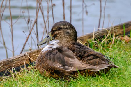 Foto de Female mallard duck, portrait of a duck on the grass close to a lake in Bad Pyrmont. - Imagen libre de derechos