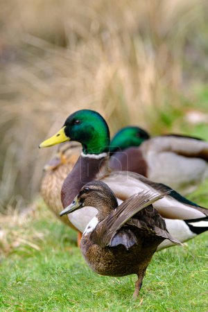 Foto de Female and male Mallard ducks sitting in the grass in Bad Pyrmont Germany. - Imagen libre de derechos