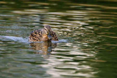 Foto de Pato mallardo hembra, retrato de un pato con reflejo en agua limpia del lago. - Imagen libre de derechos
