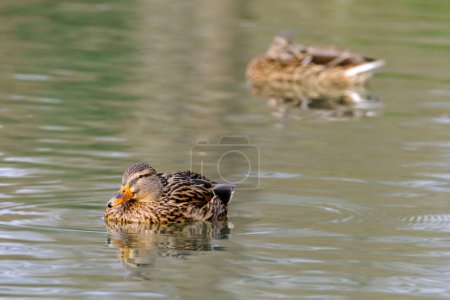 Foto de Female mallard ducks, portrait of a duck with reflection in clean lake water in Germany. - Imagen libre de derechos