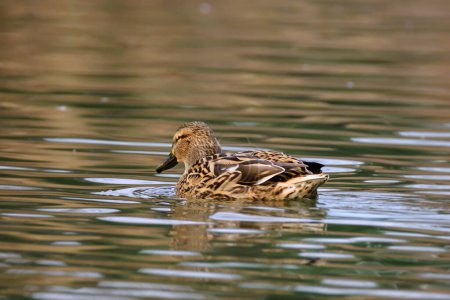 Foto de Pato real hembra, retrato de un pato con reflejo en agua limpia del lago en Alemania. - Imagen libre de derechos